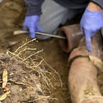 Are Roots Infiltrating Your Sewer Lines?